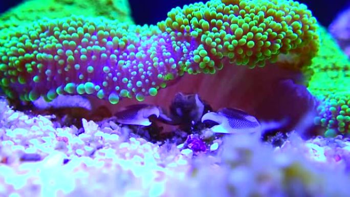 绿色地毯海葵中的白瓷蟹视频