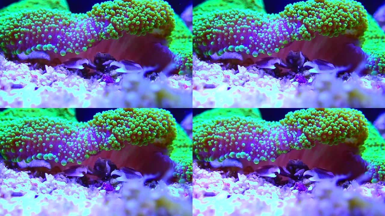 绿色地毯海葵中的白瓷蟹视频