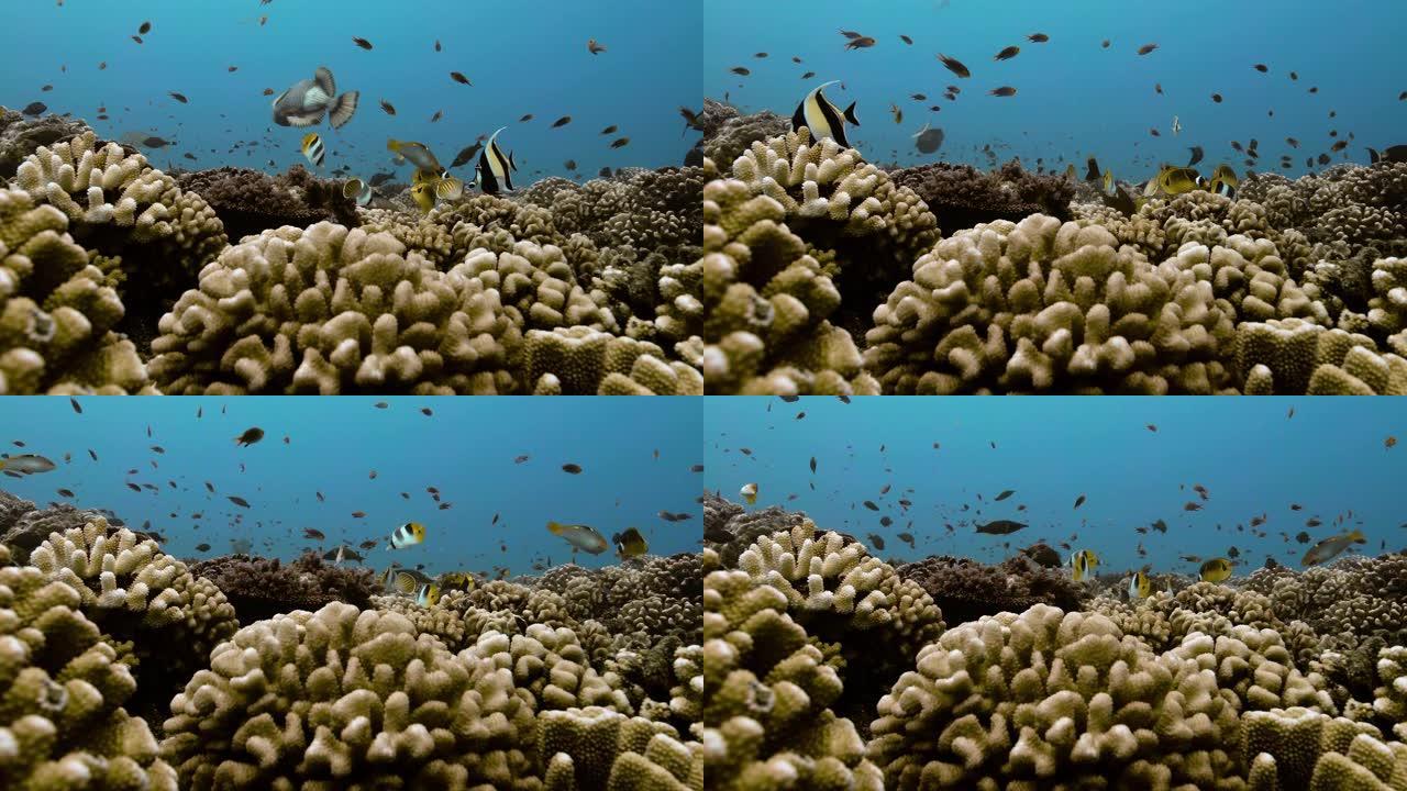 太平洋上的摩尔人偶像鱼。海洋中珊瑚礁附近有一条鱼的水下生活。在清澈的水中潜水4K