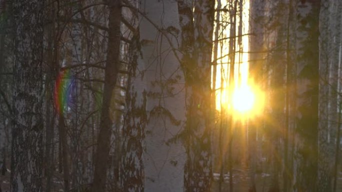 日落灯光下的桦木树林