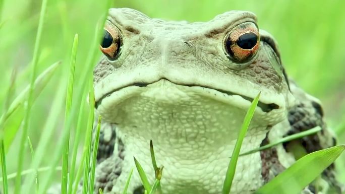 青蛙-绿色生态-大自然