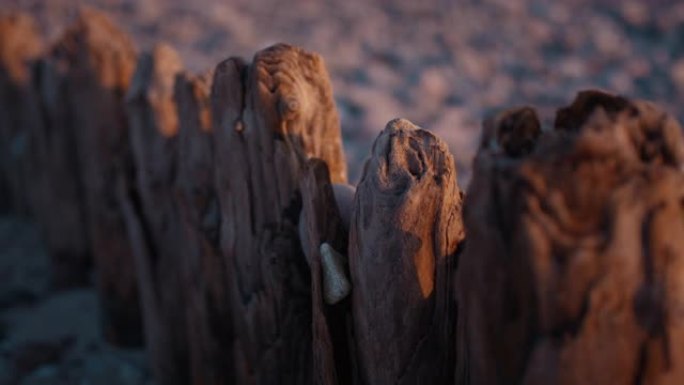 海滩上风化的木柱