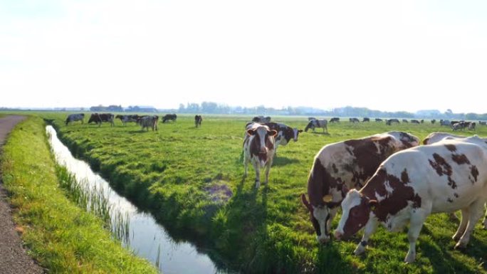 蓝天下绿草的草地上的奶牛