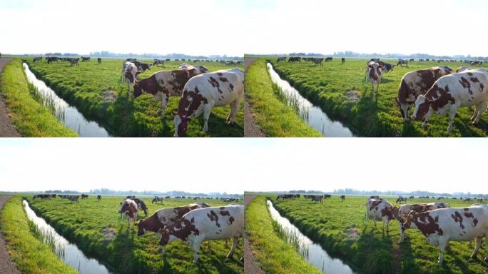 蓝天下绿草的草地上的奶牛