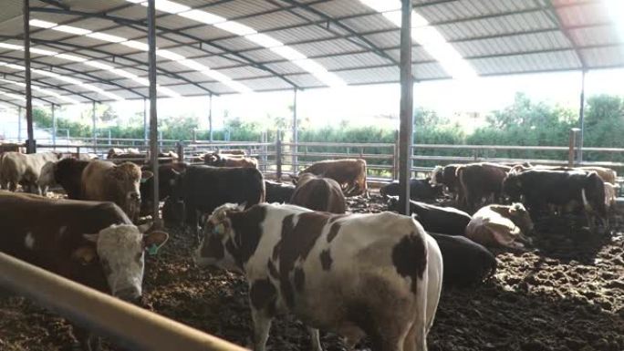 现代农场谷仓，奶牛吃干草/奶牛饲喂奶牛场