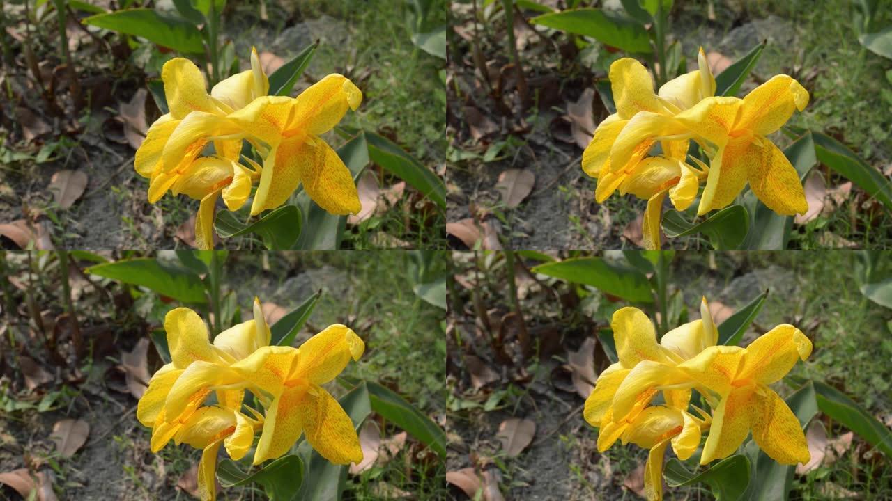 黄色马蹄莲，一种草本雏菊，天南星科水仙花科多年生开花植物。夏季环境背景摄影。