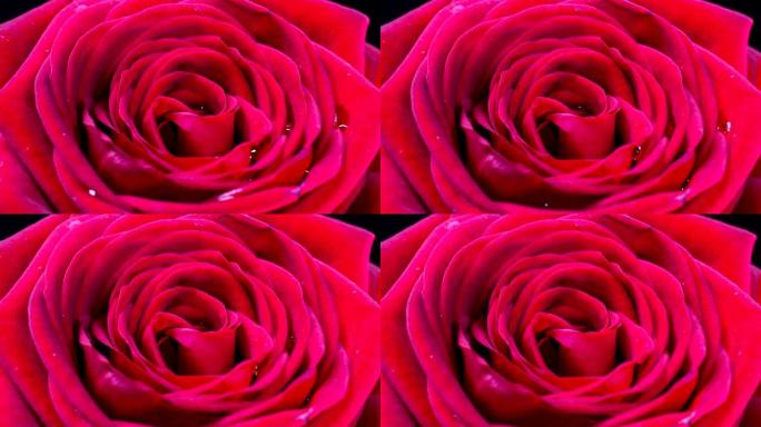 美丽的红粉玫瑰背景。盛开的玫瑰花开放，延时，特写。婚礼背景，情人节概念。4K，视频延时