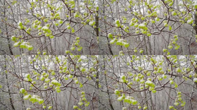 仲春突然降雪覆盖了所有树木，枫树和小叶，积雪