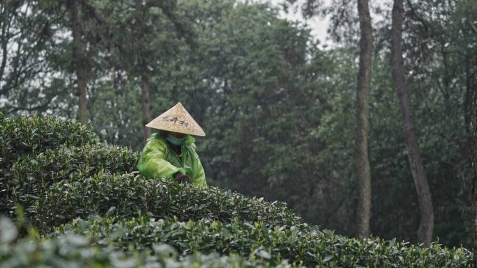 航拍龙井茶山 采茶  茶树  茶叶