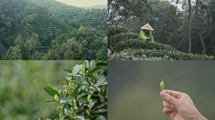 航拍龙井茶山 采茶  茶树  茶叶