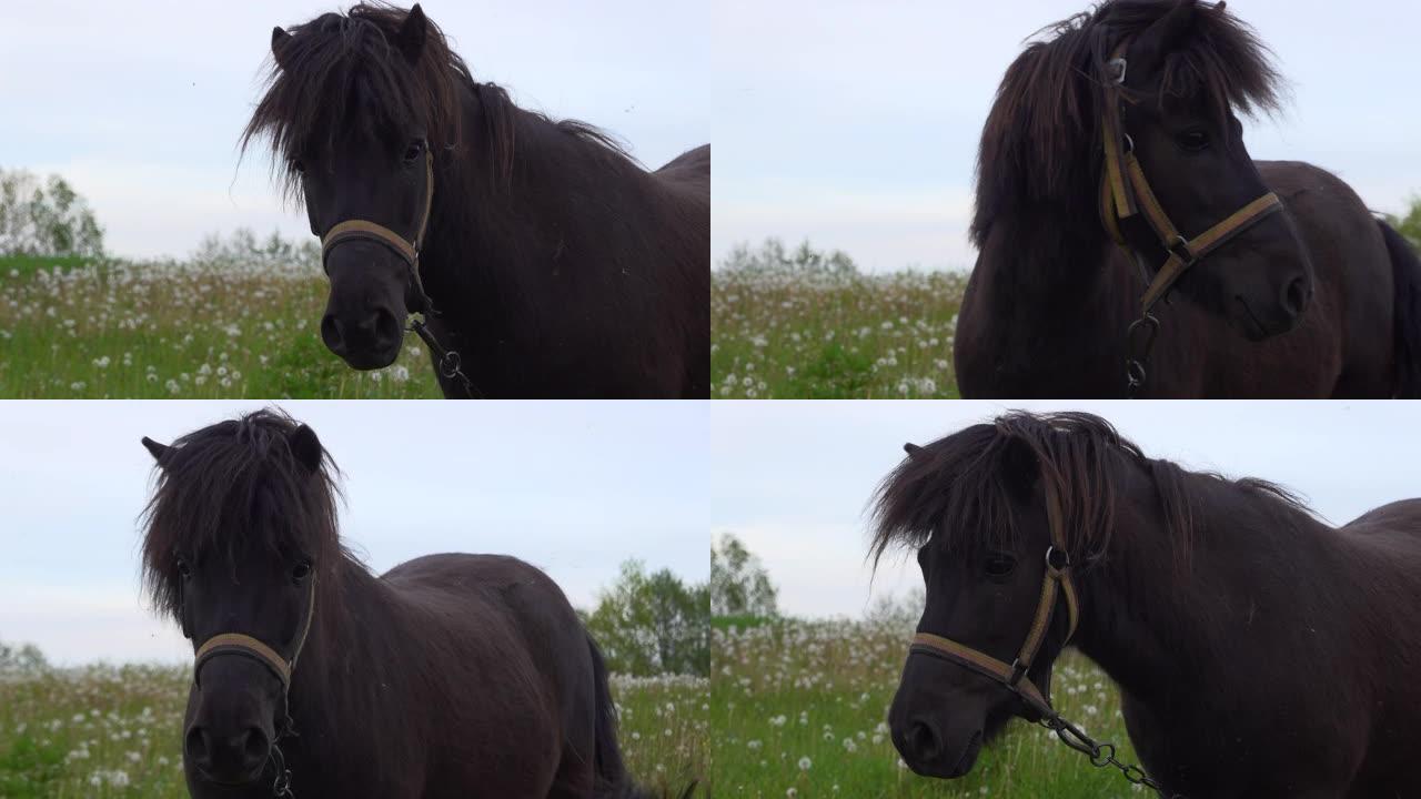 美丽的黑色小马在农场的草地上。乡村牧场种草