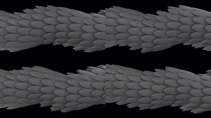 由银色羽毛在黑色背景上发光流动形成的Horisonatal 3D管，无缝循环。动画。椭圆形羽毛的抽象