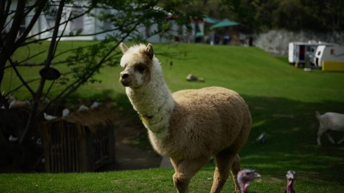 羊驼  公园 动物园 农场 户外 露营