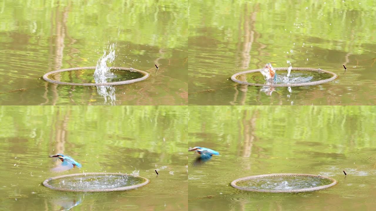 鸟翠鸟 (Alcedo atpish) 潜入水中，抓鱼并飞走的特写镜头，超级慢动作镜头。