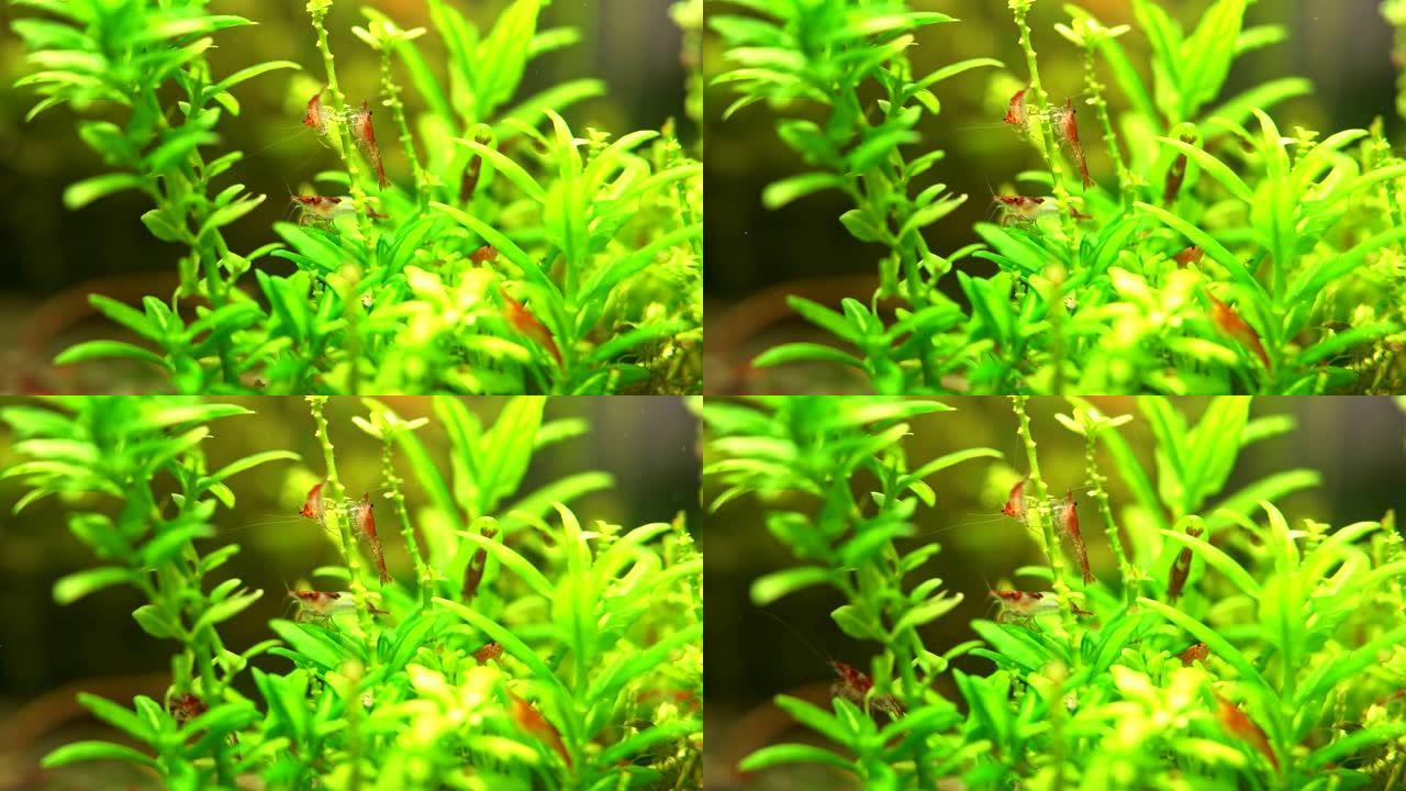 淡水水族馆中的淡水虾。新鱼虾或日利虾。