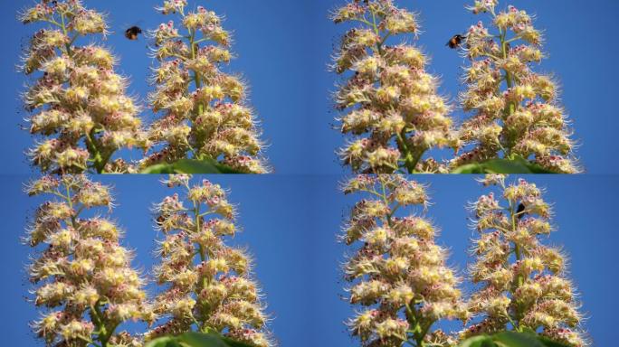 日本七叶树和盘旋的木匠蜜蜂的花朵特写