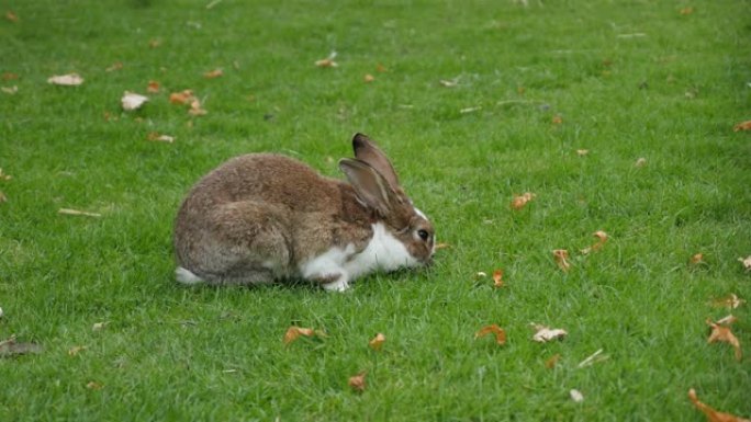 兔子在田间吃草放松4K