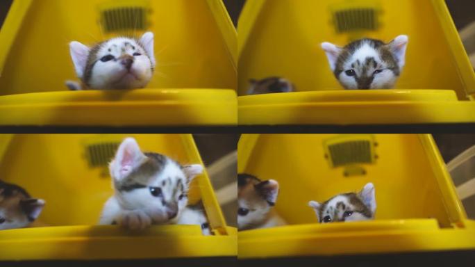 黄色塑料盒中的新生幼猫。可爱的快乐和好奇的白色小猫，
