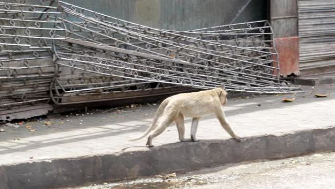 猴子生活在城市