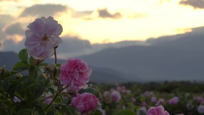 花园里的保加利亚粉红色玫瑰特写镜头