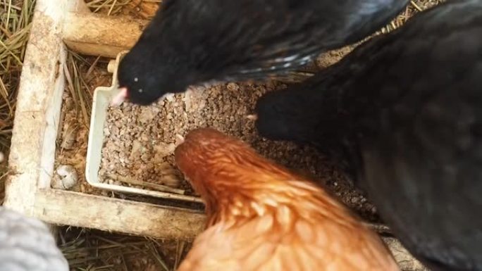 在家乡农场啄食食物的鸡。农业，肉蛋产品种鸡