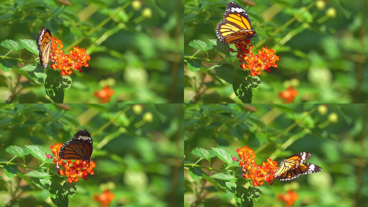 橙花上的帝王蝶