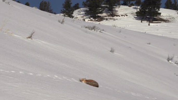 黄石公园白雪皑皑的小山上休息的红狐狸的镜头