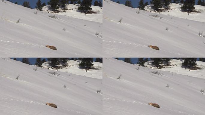 黄石公园白雪皑皑的小山上休息的红狐狸的镜头