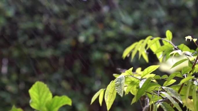 下雨刮风，植物上有雨滴。自然背景，背光。