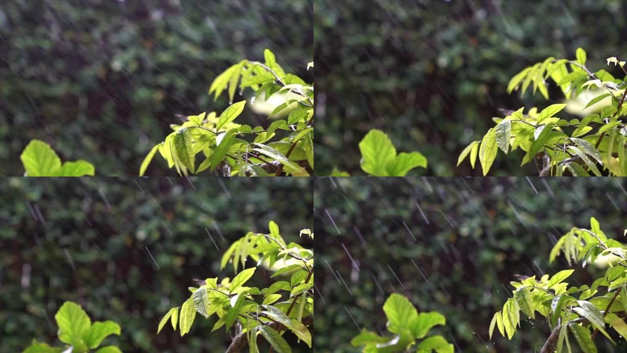 下雨刮风，植物上有雨滴。自然背景，背光。