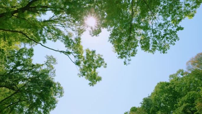 郁郁葱葱的绿叶树叶空镜