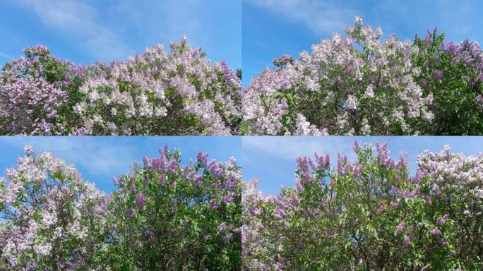 莫斯科的丁香花园