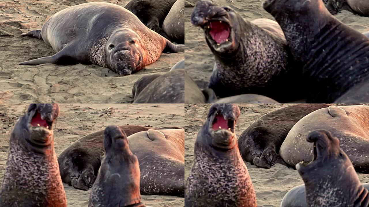 加利福尼亚海滩的主要象海豹雄性