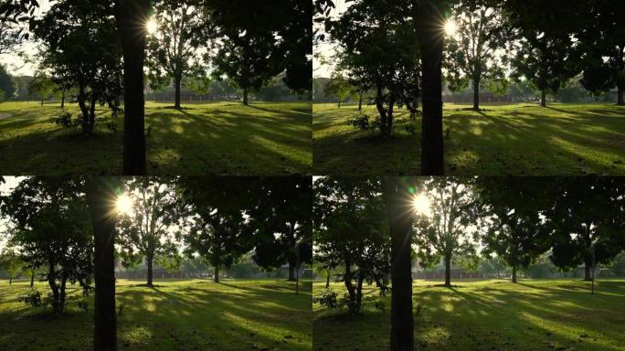 有树木的公园里的阳光和阴影
