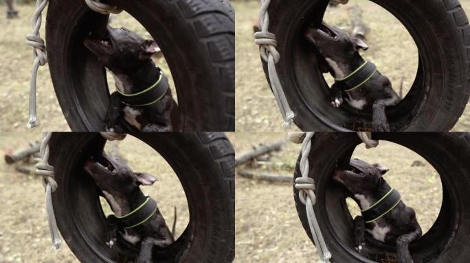 好斗的狗。一只狗在汽车轮胎上啃咬。
