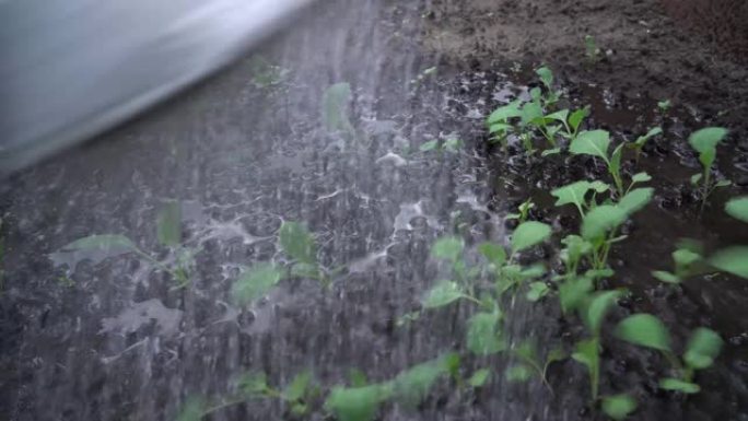 在温室里给白菜豆芽浇水。干土黑钙土