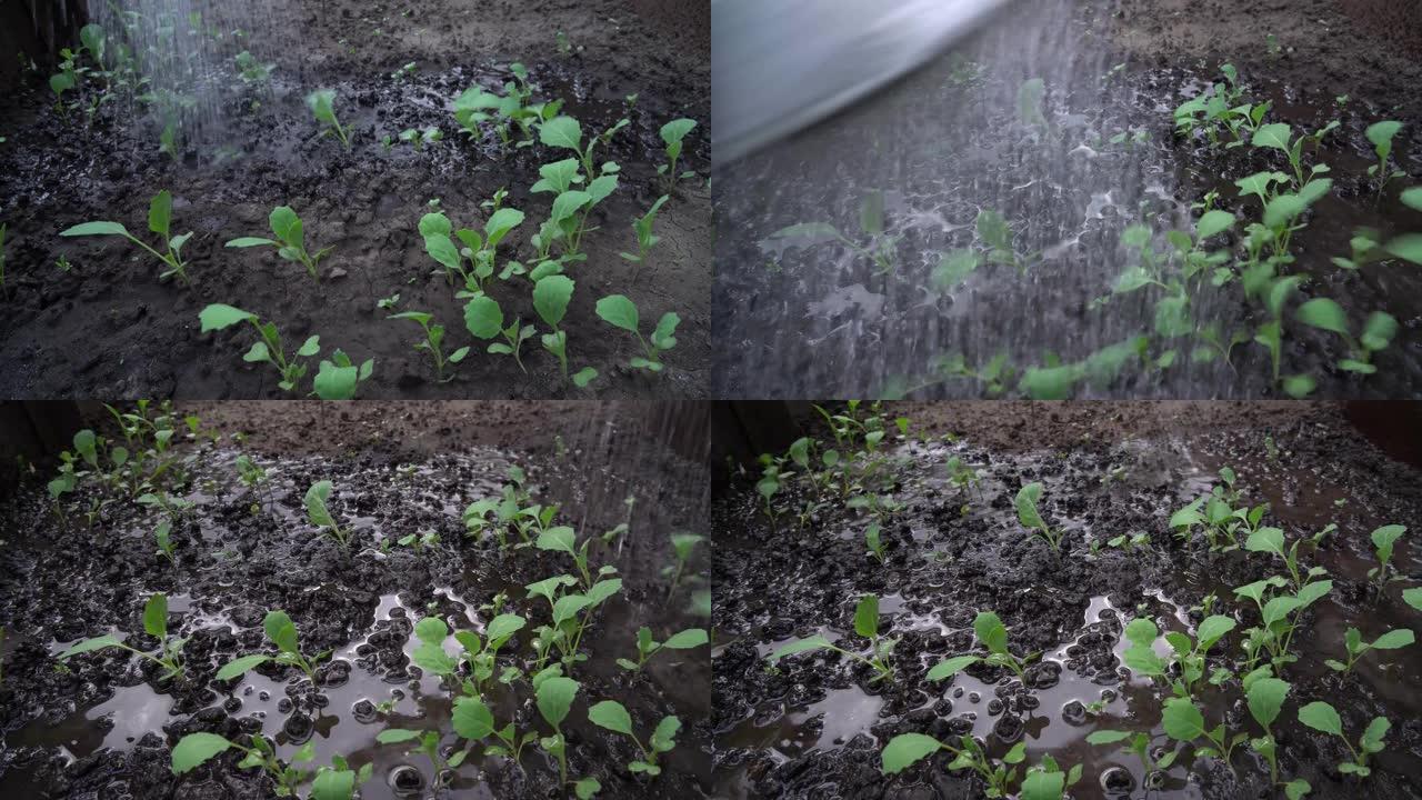 在温室里给白菜豆芽浇水。干土黑钙土