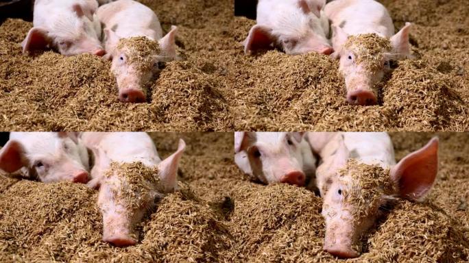 幸福猪躺在有机农村农场农业的地板上。畜牧业