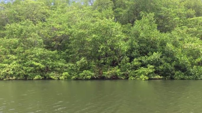 河岸边的红树林原生绿色植被