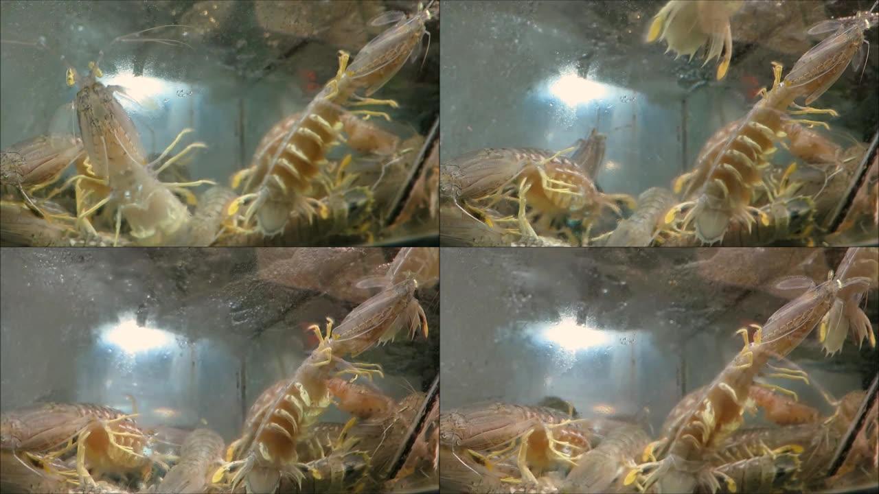 水族馆里的玻璃虾