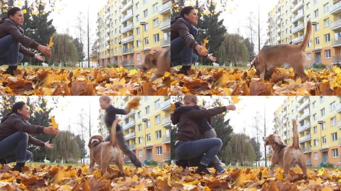 当他们用小猎犬捡起秋天的落叶时，母亲抱着儿子。幸福家庭概念视频。