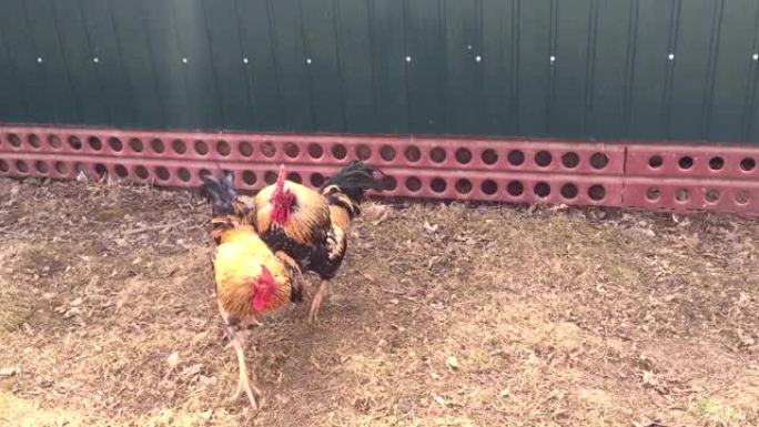 两只漂亮的公鸡一起打架。