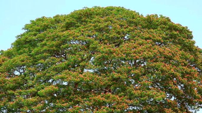 树木和蓝天背景上的巨大花，雨树，东印度核桃，猴荚大型多年生植物，高15-20米，有许多树枝，小叶，粉