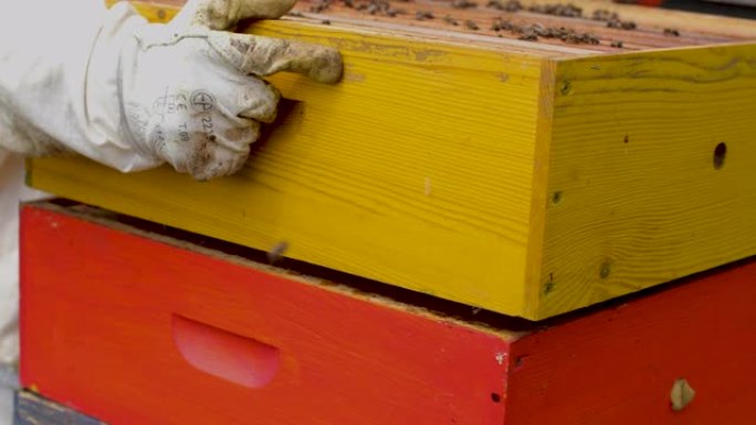 养蜂人正在与蜜蜂和蜂箱一起工作