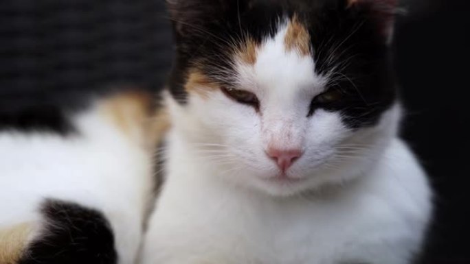 4K 24 fps特写视频一只白色、黑色和橙色斑点母猫一边看相机一边舔嘴