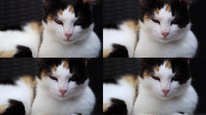 4K 24 fps特写视频一只白色、黑色和橙色斑点母猫一边看相机一边舔嘴