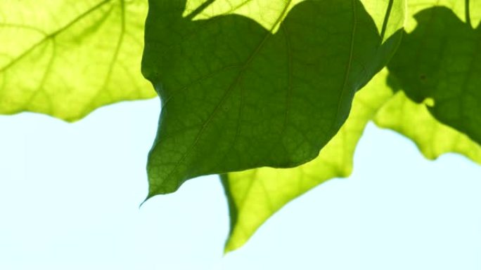 梓树:夏季阳光下花园中梓树的叶子特写镜头4K超高清
