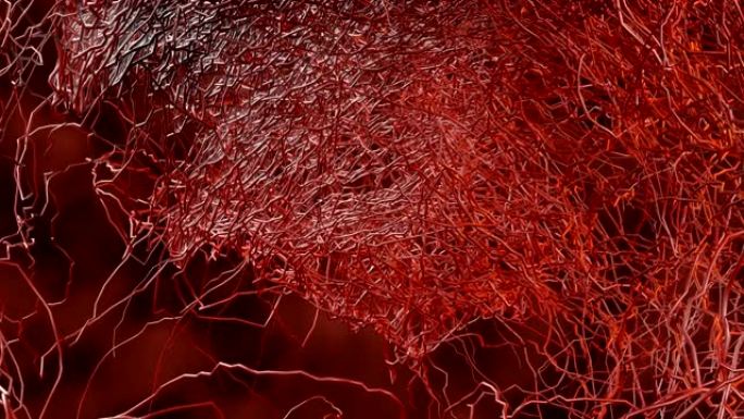系统许多小毛细血管从大血管分支到循环系统。