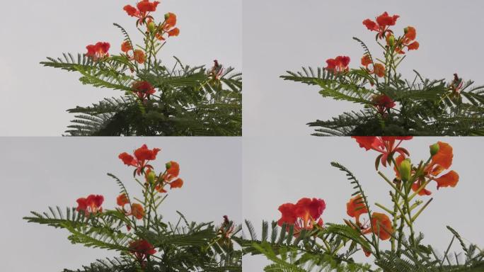 树顶上的红色和橙色花朵