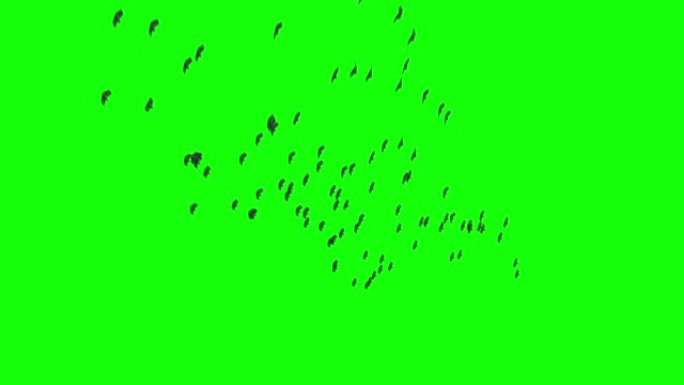 包括一群鸟飞动画Alpha镜头。